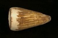 藏品(玉女芋螺)的圖片